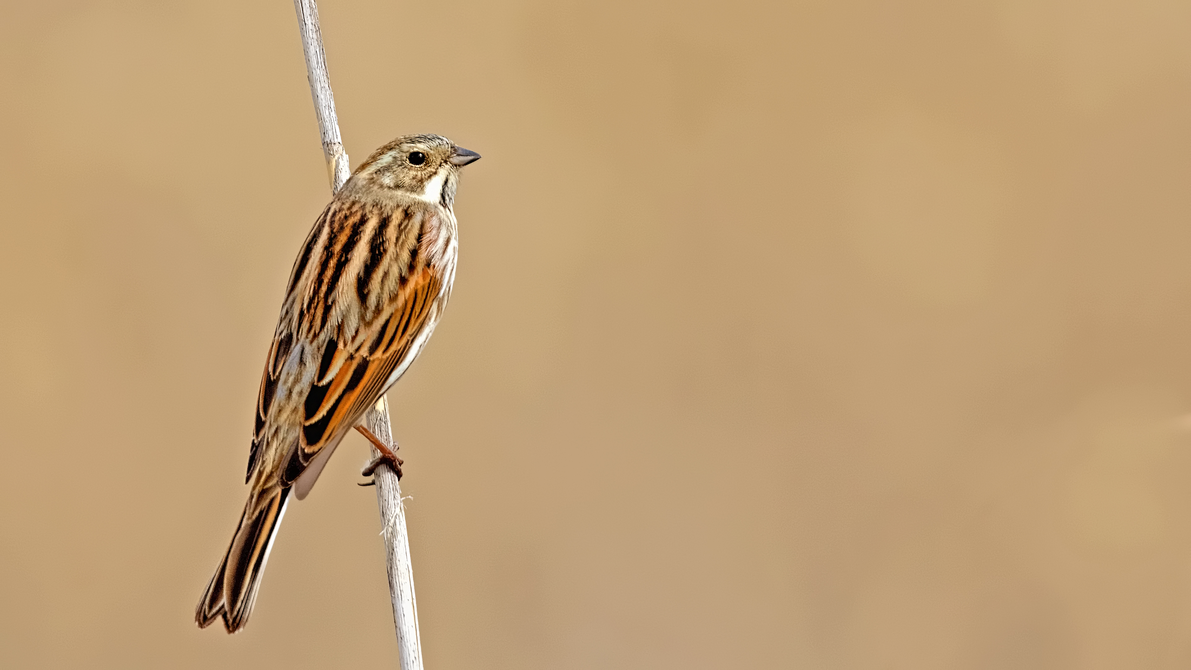 Reed Bunting